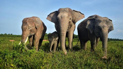 Top 7+ Pusat Konservasi Gajah di Indonesia, Kondisinya Ada yang Tak Baik-baik Saja