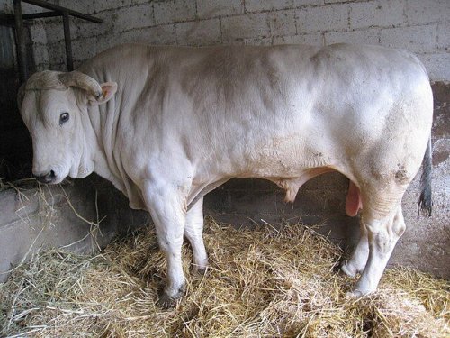 Bukan Sapi Limosin! Ini Chianina Jenis Sapi Terbesar di Dunia