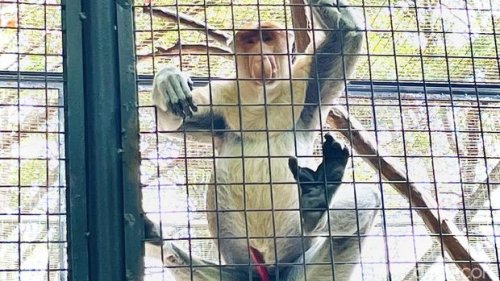 Bekantan, Maskot Ancol, Ada di Faunaland