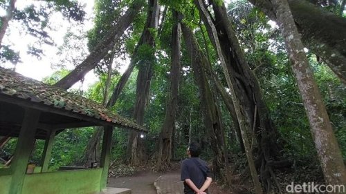 Fenomena Langka! Misteri Pohon Berkaki Delapan di Majalengka