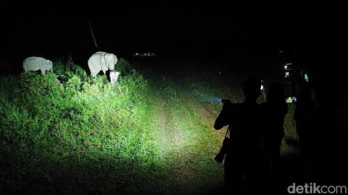 Seru Juga Safari Malam di Taman Nasional Way Kambas