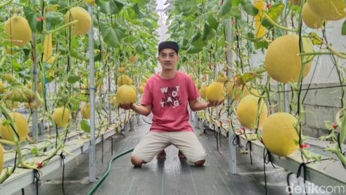 Wisata Kebun Melon di Pangandaran, Alternatif Long Weekend Dekat Jakarta