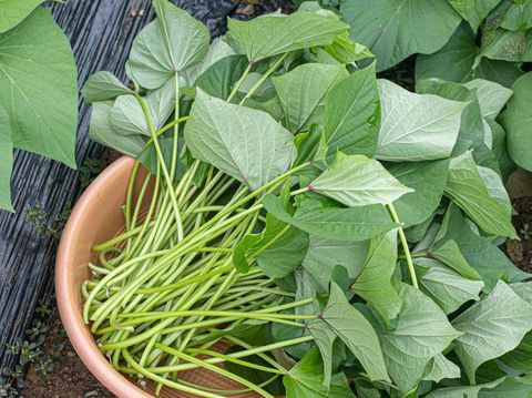 Resep Tumis Daun Ubi Jalar Bumbu Sederhana yang Pedas Lezat