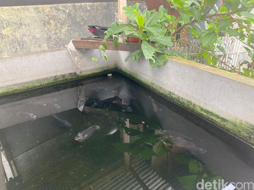 , 1. Pakai Ikan Gurame yang Segar, 2. Hanya Sajikan 1 Menu, 3. Sudah Berjualan Sejak 1973, 4. Gurame Bakar Bumbu Padang yang Gurih Berempah, 5. Ludes 50 Ekor Gurame saat Ramadan, Serba Nikmat: Gurame Bakar Bumbu Padang Lezat 'Ngumpet' di Ciputat