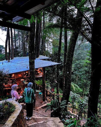 Top 10+ Tempat Makan dengan Panorama Sawah hingga Hutan Pinus di Puncak