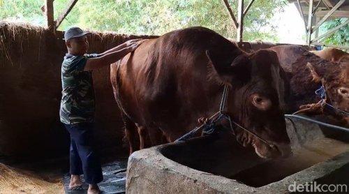 1. Asal-usul sapi limosin, 2. Karakteristik sapi limosin, 3. Tersebar sampai ke Indonesia, 4. Keunggulan sapi limosin, 5. Harga capai Rp 100 juta, Top 5+ Fakta Sapi Limosin, Sapi 'Sultan' Bobot 1 Ton Seharga Rp 100 Juta