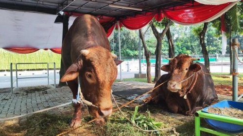 1. Brawijaya dan Jack, 2. Parjo, Nama-nama sapi kurban Presiden Prabowo Subianto lainnya berlanjut di halaman berikutnya.            		         , 3. Si Belang, 4. Buleleng, 5. Suro Gentho, Top 5+ Sapi Kurban Presiden Prabowo, Bobotnya 800 Kg Sampai 1,3 Ton!