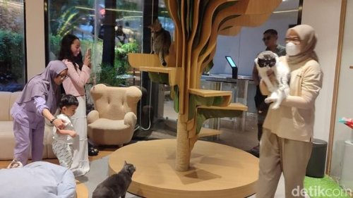 Main Sama Sapi, Kucing Gemoy di Cat Lounge SCBD
