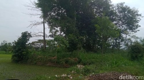 Dulu Punya Banyak Arca, tapi Sekarang Gumuk Asu Tinggal Semak Belukar