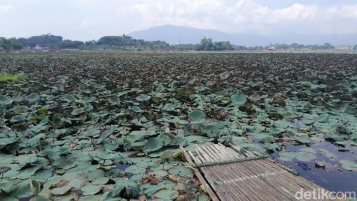 Top 56+ Hektare Tertutup Gulma, Situ Bagendit Dibersihkan Besar-besaran