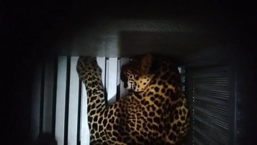 Macan Tutul Lepas di Lembang Masih Belum Ketemu, Ini 4 Tips Bertemu Hewan Buas