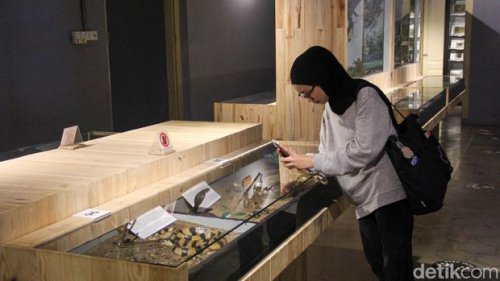 Kasuari-Ikan Kerapu Raksasa di Museum Zoologi Bogor Awet Ratusan Tahun, Ini Rahasianya