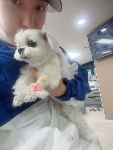 SUPER JUNIOR イトゥク、愛犬の健康問題めぐり助けを求める&hellip;動物病院を訪れた様子も公開