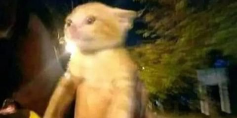 Perilaku Kucing Naik Motor, Ekspresinya Bikin Geleng Kepala dan Tersenyum Kecut.
