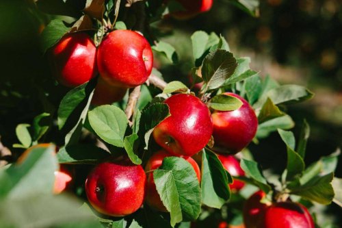 Rockit&trade; Apple, Pilihan Snacking Sehat untuk Keluarga