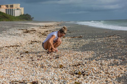 Where's the best seashell hunting in Palm Beach County? When is the best time to look?