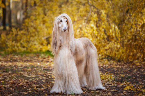 Top 15+ most expensive dog breeds you can adopt today