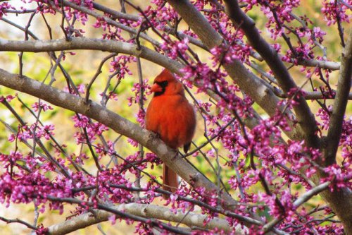 Top 10+ Types of Flowering Trees