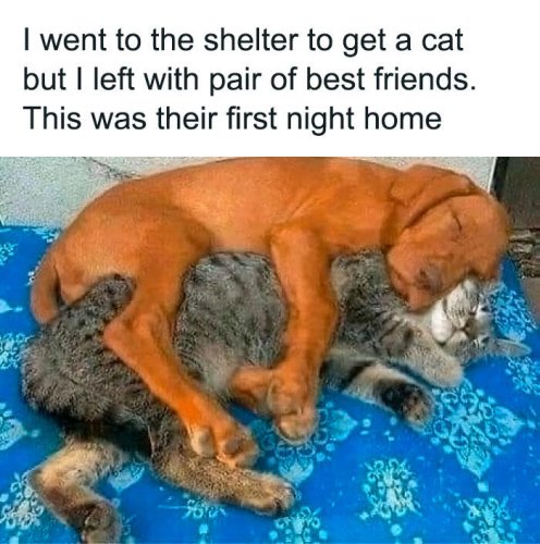 Top 47+ Hilarious Pics That Prove Why Dogs Are Man&rsquo;s Best Friend