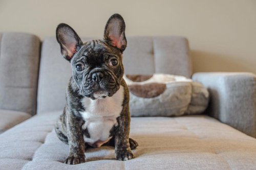 Top 21+ Low-Maintenance Dog Breeds of All Sizes for First Time Pet Parents