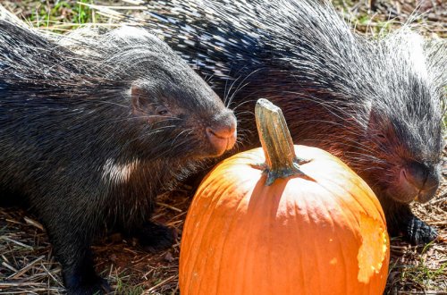 Ready for sweater weather? See Old Farmer's Almanac fall forecast for SC, the South
