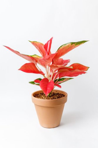 These Are the Best Houseplants for a Spa-Like Bathroom