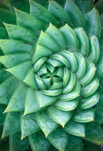 Mathematicians find an explanation for nature's perfect shapes