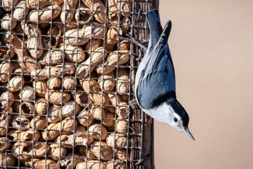 Why You Should Offer Peanuts to Birds, Birds That Eat Peanuts, Shell or No Shell?, Keep Peanut Feeders Clean, Battling Squirrels, What types of birds eat peanuts from feeders?