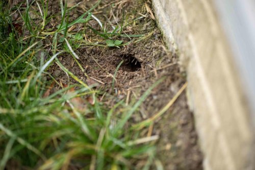 Here&rsquo;s How To Identify What Animal Is Digging Holes In Your Yard