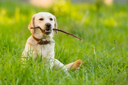 These 15 Dog Breeds Are Famous for Their Sweet and Friendly Personalities