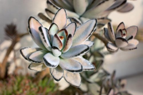 Top 20+ Types of Succulents for the Easiest Indoor Garden Ever