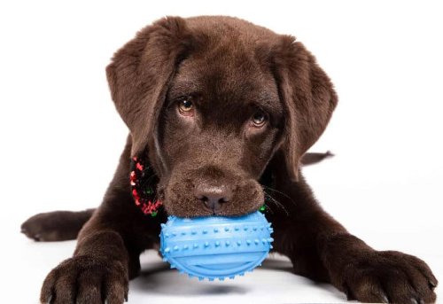 Looking for a travel buddy? 15 dog breeds perfect for adventure