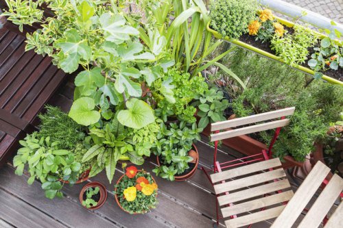 Best Outdoor Plants for Small Spaces