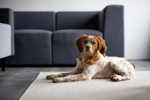 Top 20+ Hard-Working Hunting Dogs to Take Along in the Field