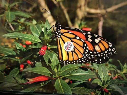 Monarch Butterfly Numbers Are Declining&mdash;But You Can Help