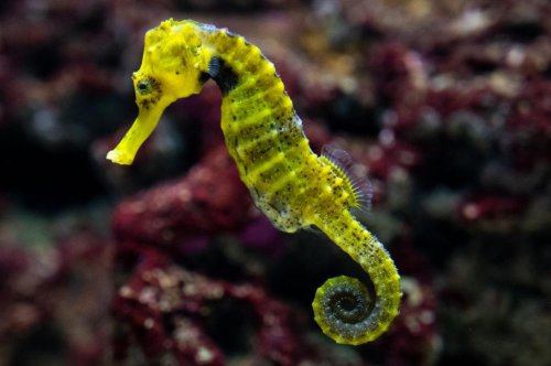 Top 12+ cutest fish to consider adding to your home aquarium