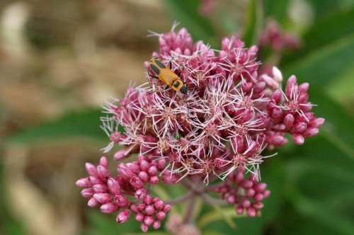 Top 6+ surprising facts about wildflowers