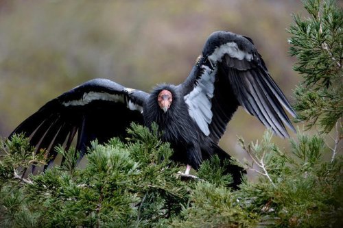 Top 8+ fascinating vulture bird facts