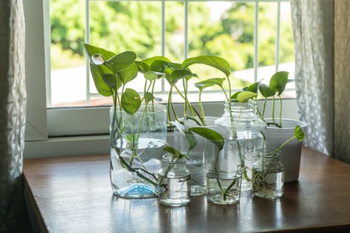 Top 10+ easy plants you can grow for free from cuttings