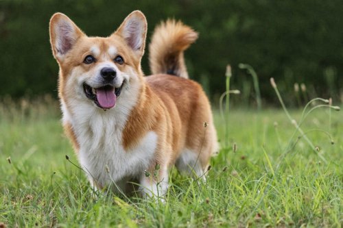 Top 20+ Easiest Dog Breeds to Train, According to Experts