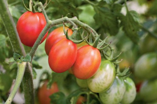 Pruning Determinate Vs. Indeterminate Tomatoes, Why You Should Prune Tomatoes, How To Prune Tomatoes, Common Pruning Mistakes, How to prune tomato plants to double your harvest