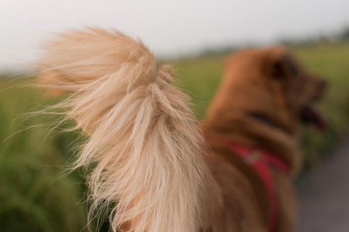Common misconceptions about dogs, debunked