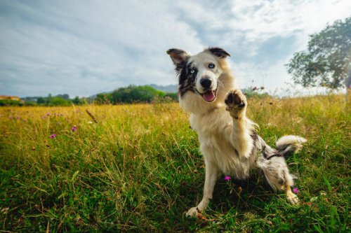 These super smart dog breeds are always one paw ahead