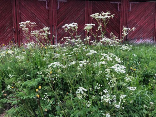 Gardeners Beware: Experts Warn These 9 Poisonous Flowers Might Be in Your Backyard