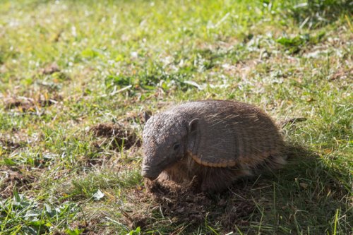 Science says these mammals are the best companions