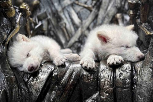 Dire Wolves Brought Back from Extinction Have More Than Doubled in Size in Just 6 Months