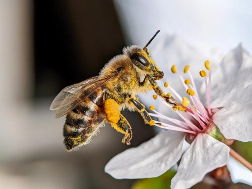 Bizarre ingredients found in beauty products