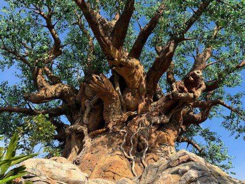 See how the animals of Disney&rsquo;s Animal Kingdom are helping conservation in the wild