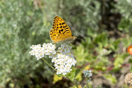 Top 8+ tough-as-nails perennials for your most low-maintenance garden ever