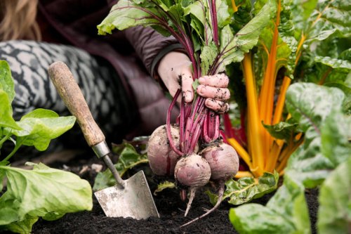 Fruit and vegetables you should be planting from June onwards